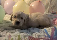 Dark pink girl, a female Golden Retriever for sale in Modesto, CA – Photo 1 of 6