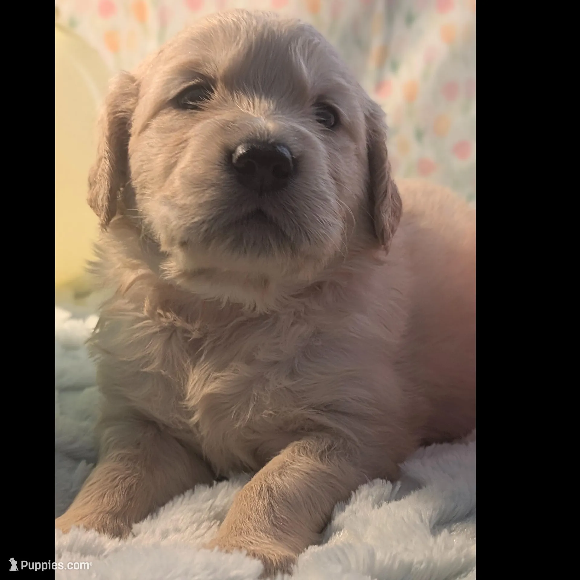 Dark pink girl, a female Golden Retriever for sale in Modesto, CA – Photo 2 of 6