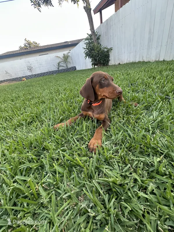 Canelo – Doberman Pinscher puppy for sale in Lynwood, CA