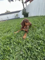 Canelo, a male Doberman Pinscher for sale in Lynwood, CA – 1 of 5