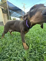 Scooby, a male Doberman Pinscher for sale in Lynwood, CA – 3 of 5