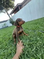 Canelo, a male Doberman Pinscher for sale in Lynwood, CA – 4 of 5