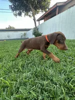 Canelo, a male Doberman Pinscher for sale in Lynwood, CA – 3 of 5