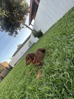 Canelo, a male Doberman Pinscher for sale in Lynwood, CA – 2 of 5