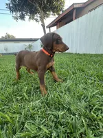Canelo, a male Doberman Pinscher for sale in Lynwood, CA – 5 of 5