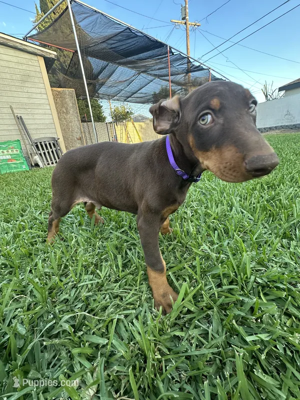 Scooby, a male Doberman Pinscher for sale in Lynwood, CA – 1 of 5