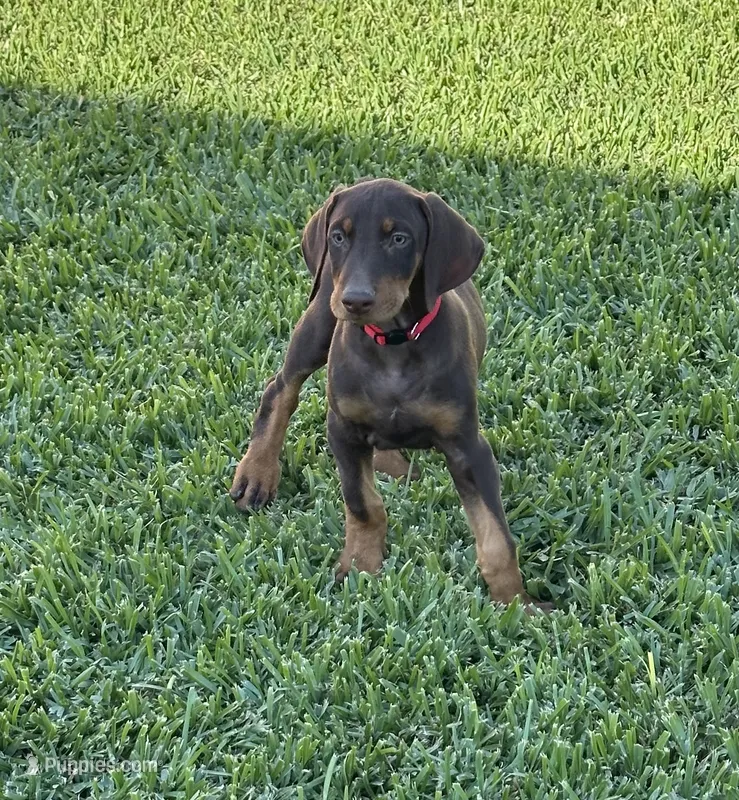 Lola – Doberman Pinscher puppy for sale in Lynwood, CA