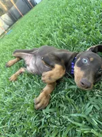 Scooby, a male Doberman Pinscher for sale in Lynwood, CA – 4 of 5