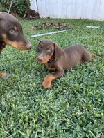 Cheeto, a male Doberman Pinscher for sale in Lynwood, CA – 1 of 1