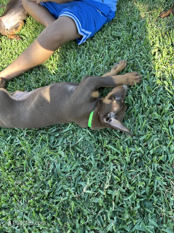 Bruno – Doberman Pinscher puppy for sale in Lynwood, CA