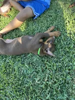 Bruno, a male Doberman Pinscher for sale in Lynwood, CA – 2 of 2