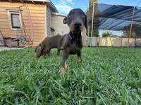 Scooby, a male Doberman Pinscher for sale in Lynwood, CA – 5 of 5