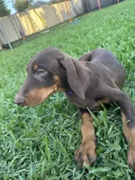 Scooby, a male Doberman Pinscher for sale in Lynwood, CA – 2 of 5