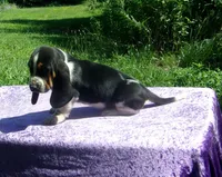 Hazel, a female Basset Hound for sale in Kansas City, MO – 2 of 9