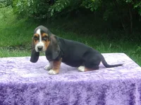 Sadie, a female Basset Hound for sale in Kansas City, MO – 3 of 9