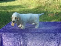 Sunny, a female Basset Hound for sale in Kansas City, MO – 3 of 9