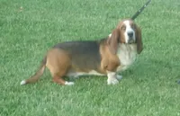 Shilo, a male Basset Hound for sale in Kansas City, MO – 10 of 10