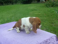 Dixie, a female Basset Hound for sale in Kansas City, MO – 3 of 6