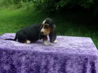 Sadie, a female Basset Hound for sale in Kansas City, MO – 7 of 9