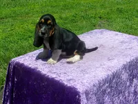 Cisco, a male Basset Hound for sale in Kansas City, MO – 3 of 10