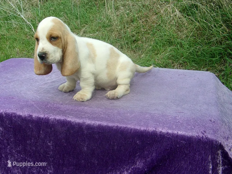 Waldo – Basset Hound puppy for sale in Kansas City, MO