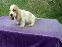 Waldo, a male Basset Hound for sale in Kansas City, MO – Photo 1 of 7