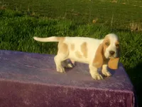 Waldo, a male Basset Hound for sale in Kansas City, MO – 3 of 8