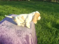 Waldo, a male Basset Hound for sale in Kansas City, MO – 7 of 8