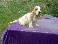 Waldo, a male Basset Hound for sale in Kansas City, MO – Photo 2 of 7