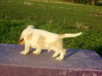 Waldo, a male Basset Hound for sale in Kansas City, MO – 6 of 8