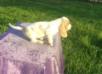 Waldo, a male Basset Hound for sale in Kansas City, MO – 4 of 8