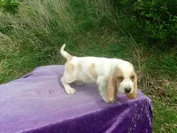 Waldo, a male Basset Hound for sale in Kansas City, MO – Photo 5 of 7