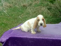 Waldo, a male Basset Hound for sale in Kansas City, MO – Photo 4 of 7