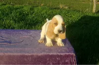 Waldo, a male Basset Hound for sale in Kansas City, MO – 2 of 8