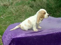 Waldo, a male Basset Hound for sale in Kansas City, MO – Photo 3 of 7