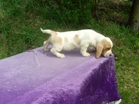 Waldo, a male Basset Hound for sale in Kansas City, MO – Photo 7 of 7