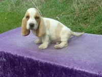 Waldo, a male Basset Hound for sale in Kansas City, MO – Photo 6 of 7