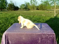 Waldo, a male Basset Hound for sale in Kansas City, MO – 5 of 8