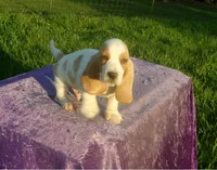 Waldo, a male Basset Hound for sale in Kansas City, MO – 1 of 8
