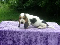Hampton, a male Basset Hound for sale in Kansas City, MO – 5 of 6