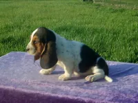 Bonnie, a female Basset Hound for sale in Kansas City, MO – 2 of 4