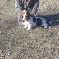 Ozzie, a male Basset Hound for sale in Kansas City, MO – Photo 3 of 4