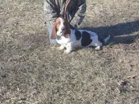 Ozzie, a male Basset Hound for sale in Kansas City, MO – Photo 3 of 4