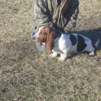 Ozzie, a male Basset Hound for sale in Kansas City, MO – Photo 4 of 4