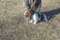 Ozzie, a male Basset Hound for sale in Kansas City, MO – Photo 4 of 4