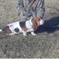 Ozzie, a male Basset Hound for sale in Kansas City, MO – Photo 2 of 4
