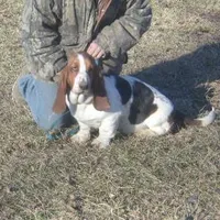 Ozzie, a male Basset Hound for sale in Kansas City, MO – Photo 1 of 4