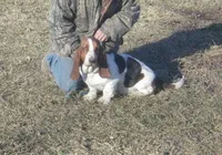 Ozzie, a male Basset Hound for sale in Kansas City, MO – Photo 1 of 4