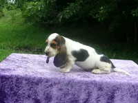 Hampton, a male Basset Hound for sale in Kansas City, MO – 3 of 6
