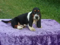 Ozzie, a male Basset Hound for sale in Kansas City, MO – Photo 5 of 9